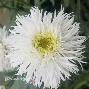 Shasta Daisy Santé