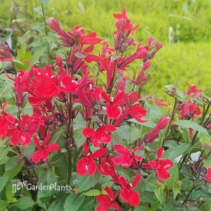 Lobelia 'Scarlet Princess'