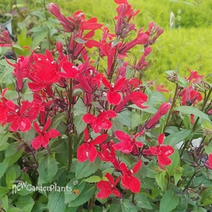 Lobelia 'Scarlet Princess'