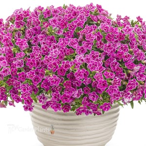 Superbells Doublette Love Swept