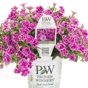 Superbells Doublette Love Swept