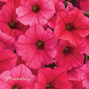Supertunia Vista Paradise Petunia