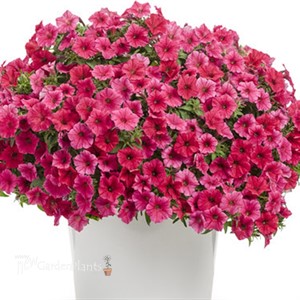 Supertunia Vista Paradise Petunia