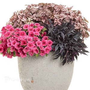 Supertunia Vista Paradise Petunia