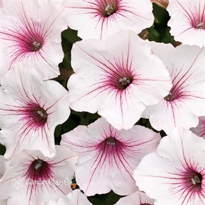 Supertunia Vista Silverberry Petunia