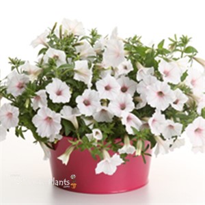 Supertunia Vista Silverberry Petunia