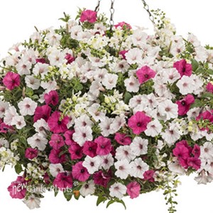 Supertunia Vista Silverberry Petunia