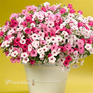 Supertunia Vista Silverberry Petunia