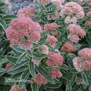 'Frosted Fire' Stonecrop
