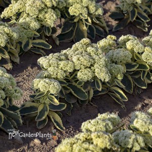 'Frosted Fire' Stonecrop