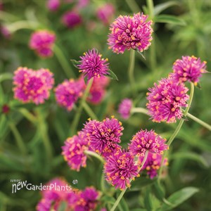Truffula Pink Globe Amaranth Gomphrena pulchella