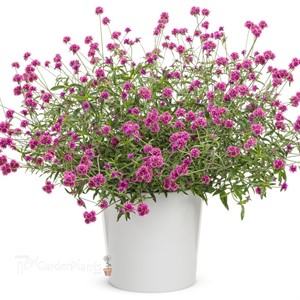 Truffula Pink Globe Amaranth Gomphrena pulchella