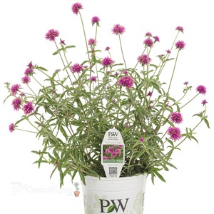 Truffula Pink Globe Amaranth Gomphrena pulchella