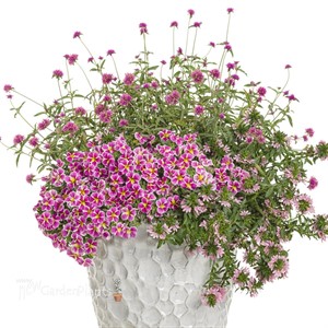 Truffula Pink Globe Amaranth Gomphrena pulchella