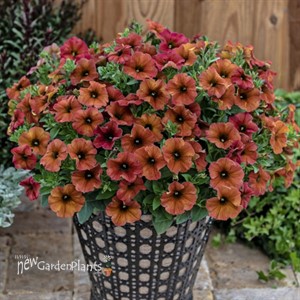 SuperCal® Premium Cinnamon