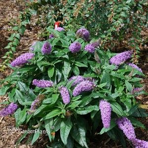 PUGSTER Amethyst Butterfly Bush Buddleia 