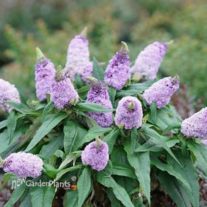 PUGSTER Amethyst Butterfly Bush Buddleia 