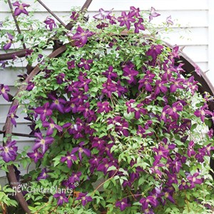 Happy Jack Purple Clematis
