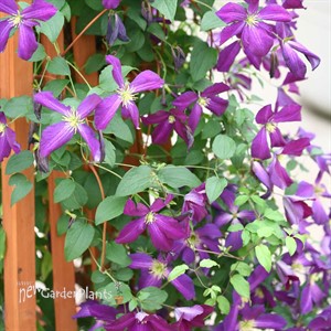 Happy Jack Purple Clematis