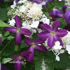 Happy Jack Purple Clematis