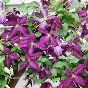Happy Jack Purple Clematis