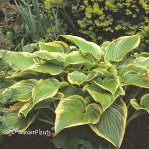 Hosta 'Victory'