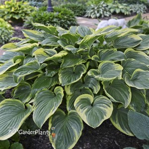 Hosta 'Victory'