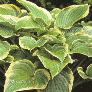 Hosta 'Victory'