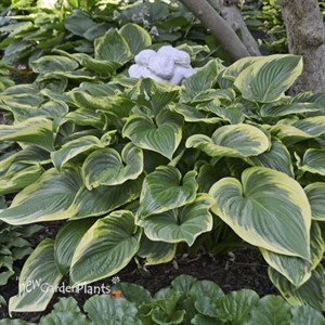 Hosta 'Victory'