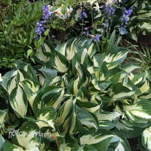 Fire and Ice' Hosta