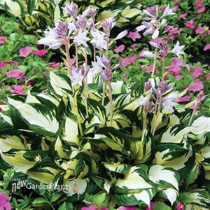 Fire and Ice' Hosta