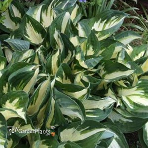 Fire and Ice' Hosta