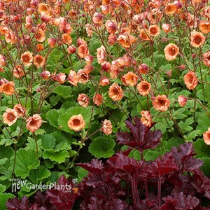 Geum 'Tempo Orange'