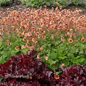 Geum 'Tempo Orange'