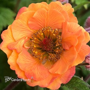 Geum 'Tempo Orange'