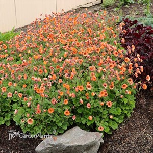 Geum 'Tempo Orange'