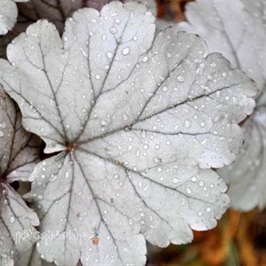 'Stainless Steel'  Coral Bell