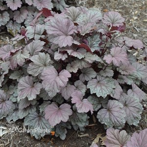 'Stainless Steel'  Coral Bell