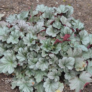 'Stainless Steel'  Coral Bell