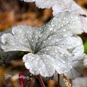 'Stainless Steel'  Coral Bell