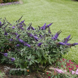 PUGSTER BLUE Butterfly Bush Buddleia
