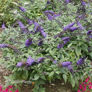 PUGSTER BLUE Butterfly Bush Buddleia
