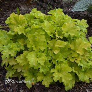 Heuchera 'Apple Twist' DOLCE series