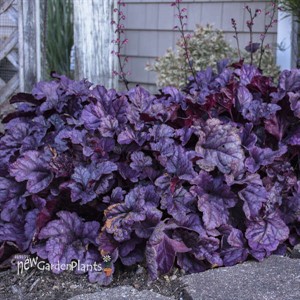 Heuchera 'Wildberry' DOLCE series