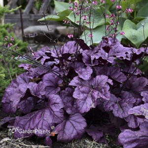 Heuchera 'Wildberry' DOLCE series