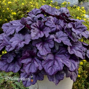 Heuchera 'Wildberry' DOLCE series