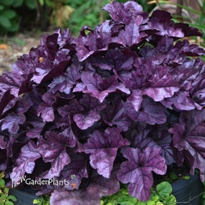 Heuchera 'Wildberry' DOLCE series