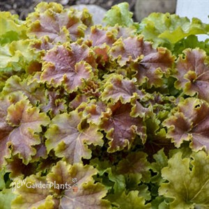 Heuchera 'Apple Twist' DOLCE series