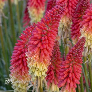 'Rocket's Red Glare' PYROMANIA™ Collection