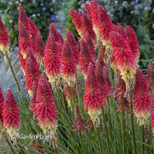 'Rocket's Red Glare' PYROMANIA™ Collection